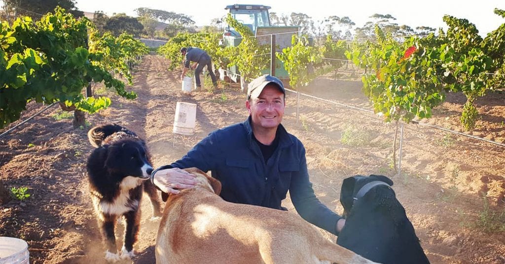 man with dogs at vineyard